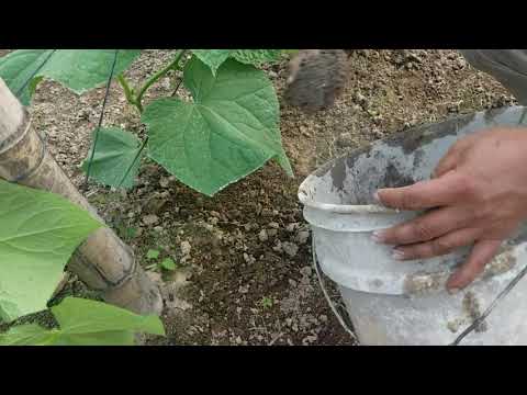 Vídeo: Como E O Que Fertilizar Pepinos