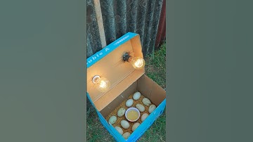 Incubator for duck eggs hatching in paper box #shortvideo