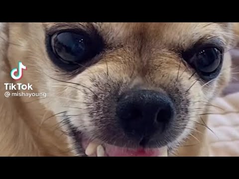 собака с бабочкой на носу 1 час - YouTube