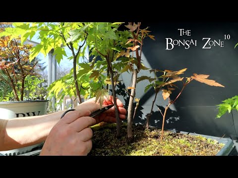 Video: Clump Maple Trees: Mga Sikat na Maple Clumping Varieties