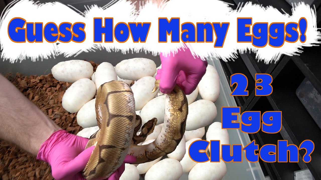 23 Egg Ball Python Clutch? Take a Guess! YouTube