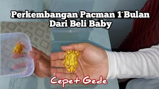 Perkembangan Pacman Satu Bulan Dari Beli Baby