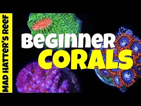 Video: Сиздин биринчи риф танкыңыз үчүн 5 Hardy Corals