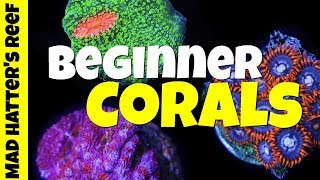 Top 10 Beginner Corals for Nano Reef Tanks