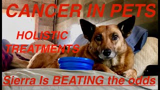 If Your Dog/Cat Has Cancer,  PLEASE WATCH THIS!