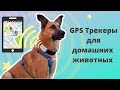 GPS Трекеры для собак и кошек. Как выбрать? Честный обзор.