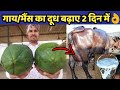 गाय/भैंस का दूध बढ़ाए मात्र 2 दिनों में|Doodh bdhane ka tarika|How to increase cow/buffalo milk.