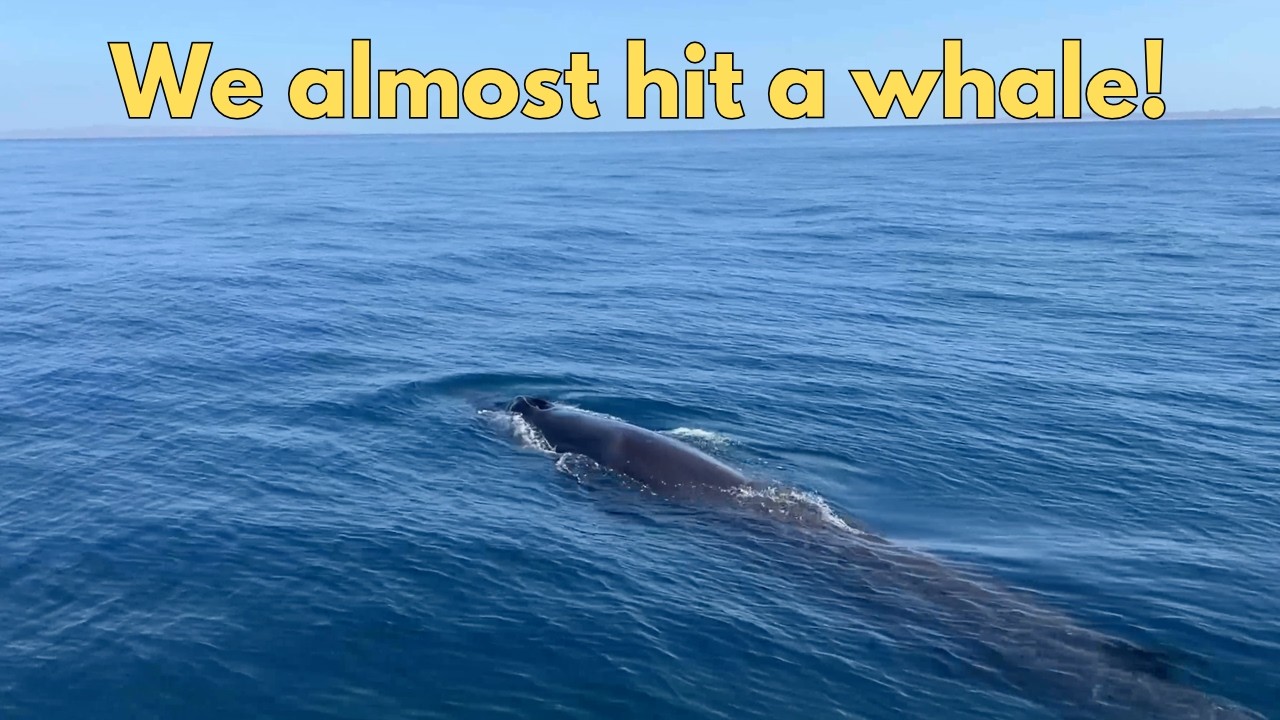 Close Encounters with Whales on Our Way to Cabo | Ep.29