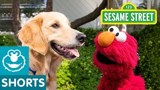 sesame street elmo helps the most energetic dog find a home with dodo kids