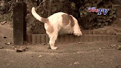 Jack Russell Terrier: Informationen zur Rasse, Terrier Group Judging | Crufts 2018, German Hunting Terrier (Deutscher Jagdterrier) - Dog Breed, TRY NOT TO LAUGH or GRIN: Funny and Cute Bull Terrier Videos Compilation 2017, Airedale Terrier: Informationen zur Rasse