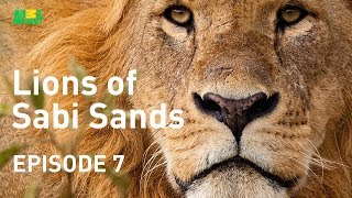 Lions of Sabi Sands  Episode 7 | Kinky Tail is Killed