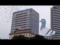 鳩を訓練するおばちゃん　　　　　　　　(中野　レース鳩　伝書鳩　ハト　訓練所　屋上　旗振り)