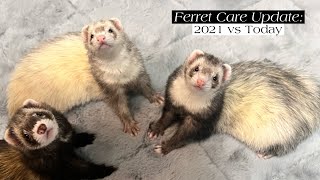 Ferret Care Update: 2021 vs Today by Ferret Tails 442 views 1 year ago 16 minutes