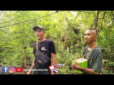 Release Python Timorensis (Sanca Timor, Ular Endemic, Flores, NTT). @Agrowisata Ema Pia, Lewoleba