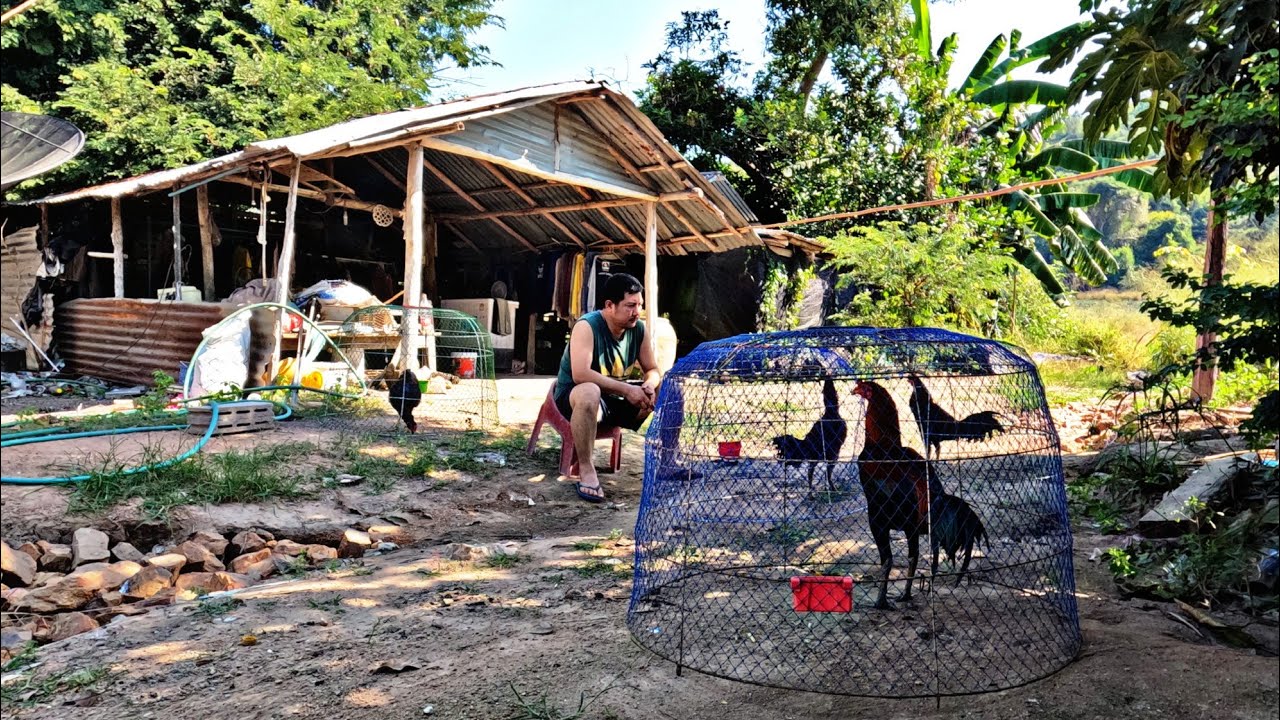 อัพเดทไก่หนุ่มจับครอบสุ่มใหม่ๆ#ไก่ภูธรบ้านๆ#ไก่ชนพม่า#ไก่เยียร์