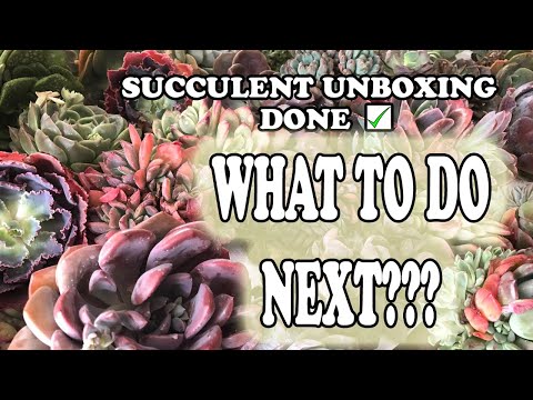 Видео: Succulent Essentials: необходимые инструменты для выращивания суккулентов