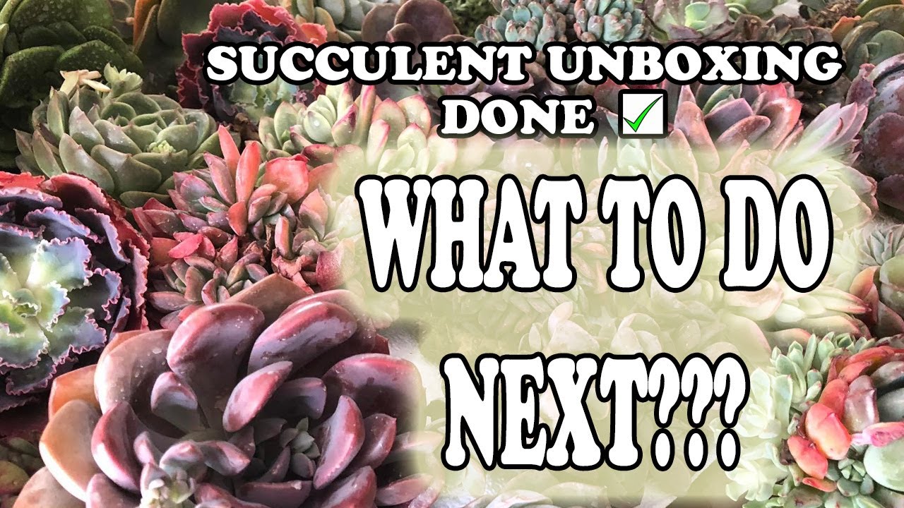 Succulent Gardening Care Tips For Beginners After Unboxing Succulents ...