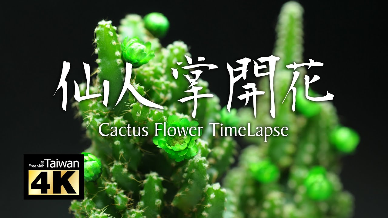 4K】仙人掌開花Cactus Flower TimeLapse - YouTube