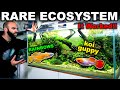 This ECOSYSTEM Aquarium REALLY WORKS!! (no water changes)