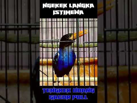 JARANG ADA NGEKEK PANJANG KAYA GINI, TENGKEK UDANG GACOR COCOK BUAT MASTERAN