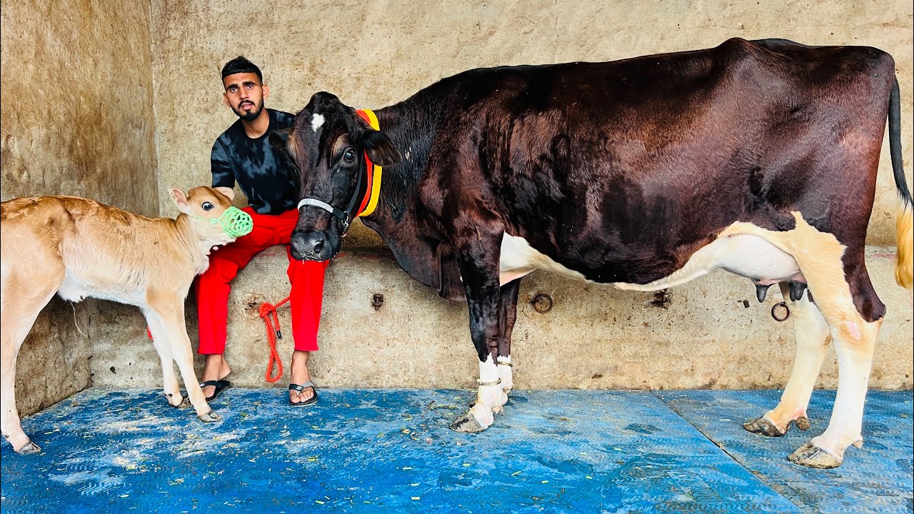 20 ਕਿਲੋ ਬਾਉਲੀ ਤਿਆਰ 🔥1 ਤਾਜ਼ੀ ਸੂਈ ਵਹਿੜ ਮਗਰ ਵੱਛੀ 🔥1 ਵੱਛੀ ਵਿਕਾਉ-one cow for sale #brardairyfarmmoga 