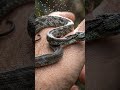 I held this wild reptile and you won't believe it 🐍#macrophotography#wildlifephotography#reptiles