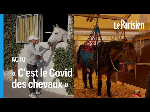 Vidéo: Virus Neurologique Chez Les Chevaux