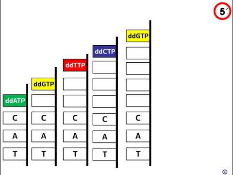 DNA sequencing method, Genom project, ddNTP,dNTP difference