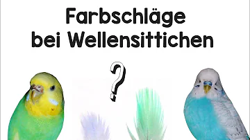 Was ist die seltenste Wellensittich Farbe?