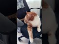 Кот катается на стуле