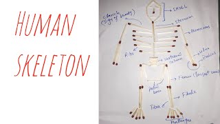 Human skeleton made from matches