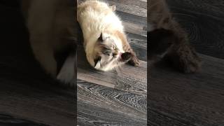 Кошка Мелисса умывается. Cat Melissa is grooming herself #shorts