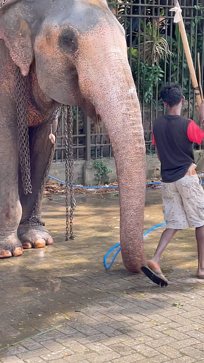 බටෙන් වතුර අරන් බොන ලස්සන 😍 | Elephant drinking water from a pipe | Kandula✨ #elephant #shortvideo