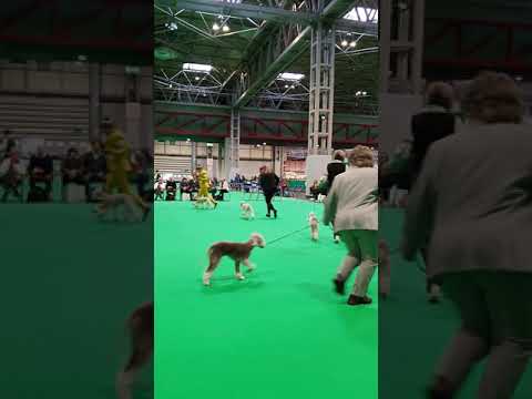 Crufts 2020 Bedlington Terrier Winners