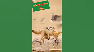 إبن آوى ينجح هذه المرة بإصطياد الحمامة 