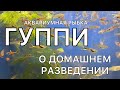 ЧЕМ КОРМИТЬ МАЛЬКА ГУППИ ЕСЛИ НЕТ ЖИВОГО КОРМА | Гуппи уход и содержание