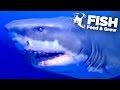 NEW KING GREAT WHITE SHARK!!! - Feed And Grow | Ep5