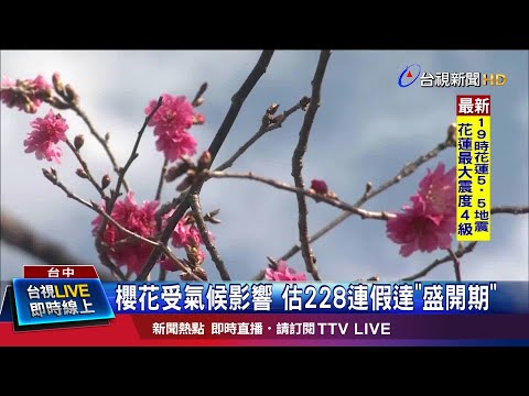 櫻花受氣候影響 估228連假達"盛開期"
