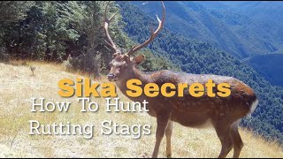 Sika Secrets 'Calling in rutting Stags' 2024