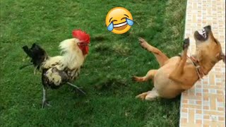 Top 10 Funniest Dog and Cat Videos | Laughing Guaranteed