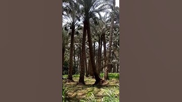 فضيلة #الشيخ محمد محمود #الطبلاوي عليه رحمه الله أواخر #سورة #الزلزلة