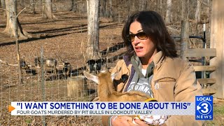 Lookout Valley Woman Says Four Of Her Goats Were Killed By Two Pit Bulls