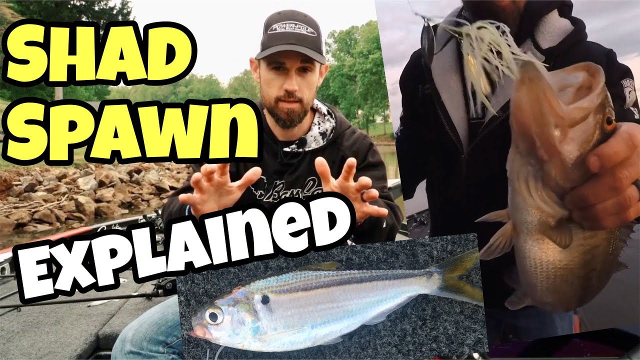 Top 10 Shad Spawn Baits – Missile Baits