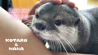 お腹ナデナデを要求するカワウソと自分で腹をこねくるコタロー　Otter Loves Belly Rubs