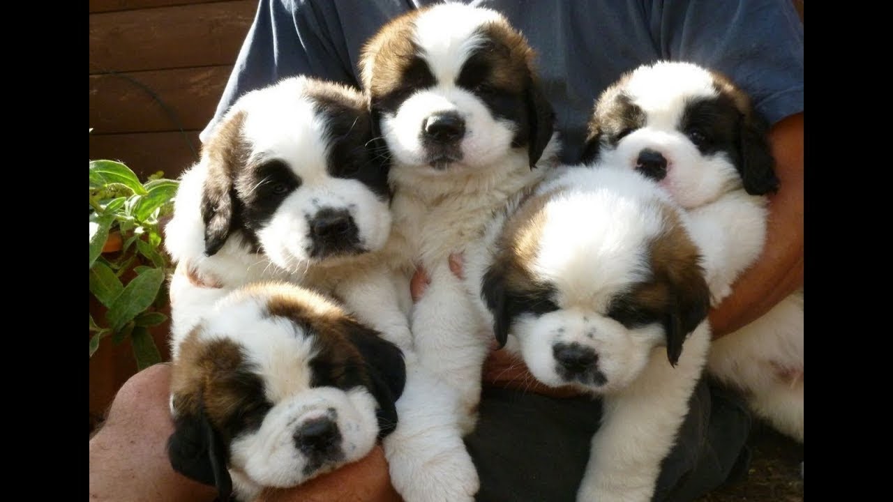 how much is a st bernard puppy