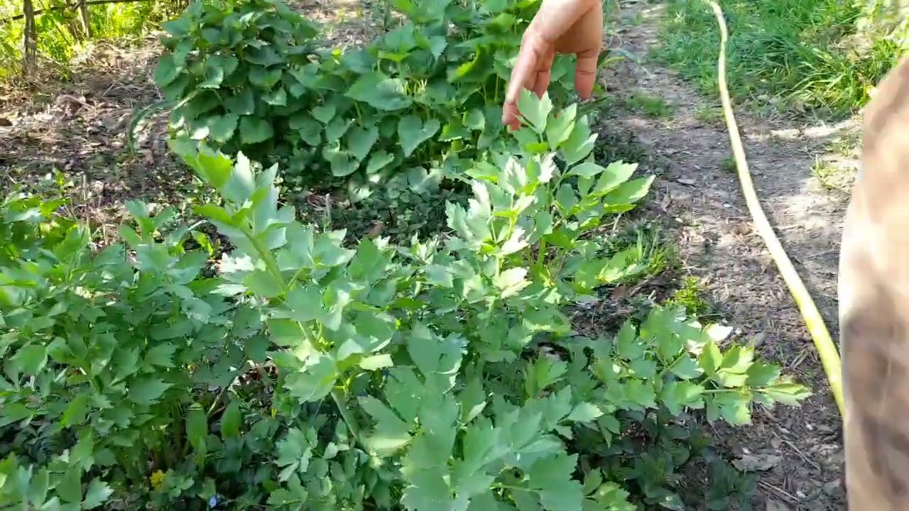 Abundență de plante perene comestibile in aprilie la munte