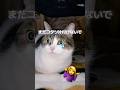 コタツは猫にとっての楽園😽💖 #ねこ動画 #ねこ #ねこのいる生活 #猫好きさんと繋がりたい #こたつ #shorts