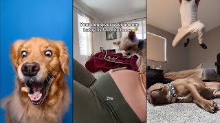 The dog that was supposed to be your therapy by Dog Things 22,675 views 5 months ago 6 minutes, 6 seconds