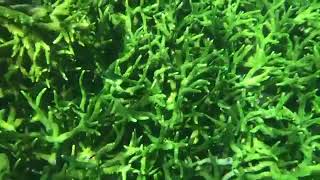 Snorkelling at Pulau Paku Besar.