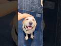 Dhokha Hogaya 🥲 || labrador|| #shorts #viralshorts #youtubeshorts #labrador #dog #funny #memes